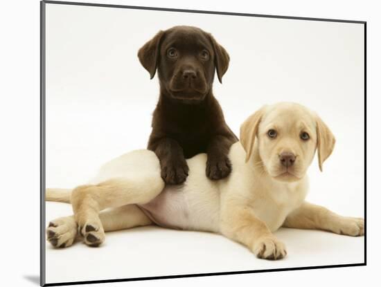 Chocolate Retriever Puppy Lying over a Yellow Retriever Puppy-Jane Burton-Mounted Photographic Print