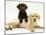 Chocolate Retriever Puppy Lying over a Yellow Retriever Puppy-Jane Burton-Mounted Photographic Print