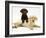 Chocolate Retriever Puppy Lying over a Yellow Retriever Puppy-Jane Burton-Framed Photographic Print