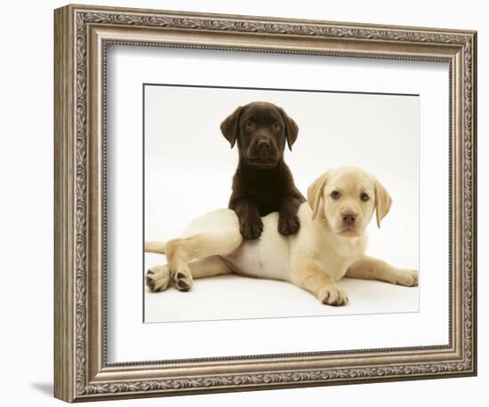 Chocolate Retriever Puppy Lying over a Yellow Retriever Puppy-Jane Burton-Framed Photographic Print