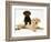 Chocolate Retriever Puppy Lying over a Yellow Retriever Puppy-Jane Burton-Framed Photographic Print