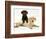 Chocolate Retriever Puppy Lying over a Yellow Retriever Puppy-Jane Burton-Framed Photographic Print