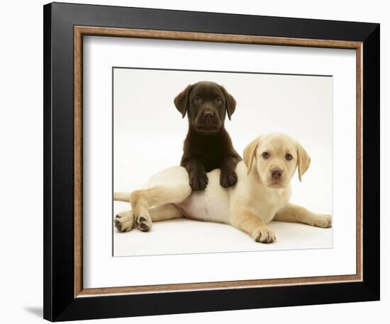 Chocolate Retriever Puppy Lying over a Yellow Retriever Puppy-Jane Burton-Framed Photographic Print