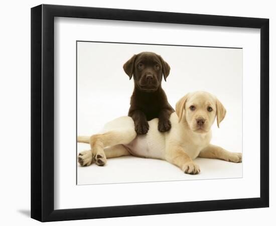 Chocolate Retriever Puppy Lying over a Yellow Retriever Puppy-Jane Burton-Framed Photographic Print