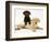 Chocolate Retriever Puppy Lying over a Yellow Retriever Puppy-Jane Burton-Framed Photographic Print