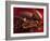 Chocolate Sauce, Cocoa Powder, Cocoa Beans and Cacao Fruits-Karl Newedel-Framed Photographic Print