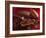 Chocolate Sauce, Cocoa Powder, Cocoa Beans and Cacao Fruits-Karl Newedel-Framed Photographic Print