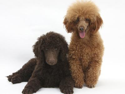 Choco toy poodle top