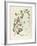 Chocolate Vine or Five-Leaf Akebia (Achebia Quinata Decne)-null-Framed Giclee Print