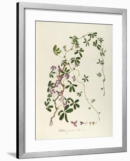 Chocolate Vine or Five-Leaf Akebia (Achebia Quinata Decne)-null-Framed Giclee Print