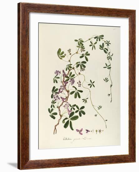 Chocolate Vine or Five-Leaf Akebia (Achebia Quinata Decne)-null-Framed Giclee Print