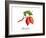 Chocolate-Irina Trzaskos Studio-Framed Giclee Print