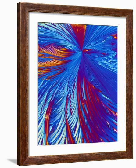 Cholesterol Crystals-PASIEKA-Framed Photographic Print