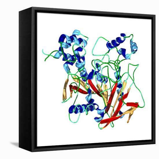 Cholinesterase Enzyme-Dr. Mark J.-Framed Premier Image Canvas