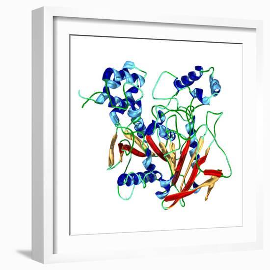 Cholinesterase Enzyme-Dr. Mark J.-Framed Premium Photographic Print