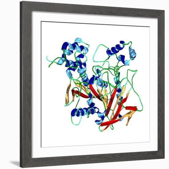 Cholinesterase Enzyme-Dr. Mark J.-Framed Photographic Print