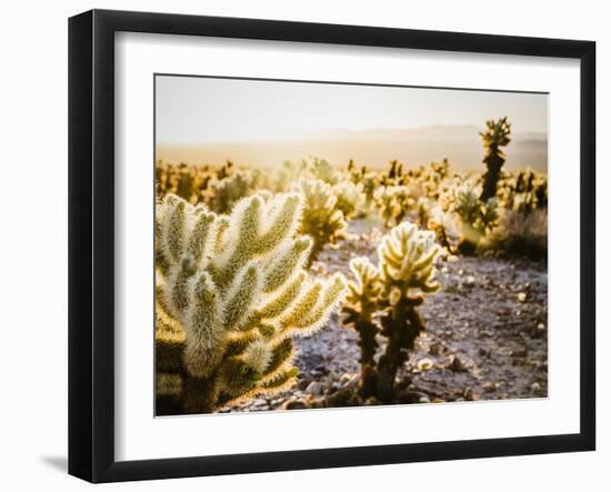 Cholla Along The Cholla Cactus Garden Trail In Joshua Tree National Park-Ron Koeberer-Framed Photographic Print