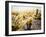 Cholla Along The Cholla Cactus Garden Trail In Joshua Tree National Park-Ron Koeberer-Framed Photographic Print