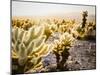 Cholla Along The Cholla Cactus Garden Trail In Joshua Tree National Park-Ron Koeberer-Mounted Photographic Print