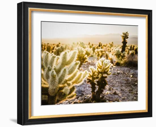 Cholla Along The Cholla Cactus Garden Trail In Joshua Tree National Park-Ron Koeberer-Framed Photographic Print