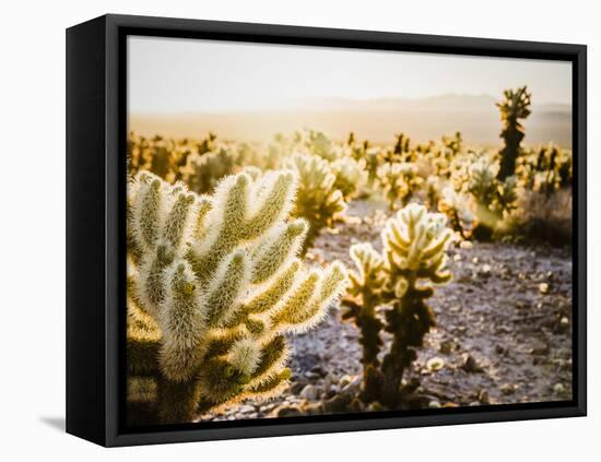 Cholla Along The Cholla Cactus Garden Trail In Joshua Tree National Park-Ron Koeberer-Framed Premier Image Canvas