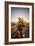 Cholla Along The Cholla Cactus Garden Trail In Joshua Tree National Park-Ron Koeberer-Framed Photographic Print