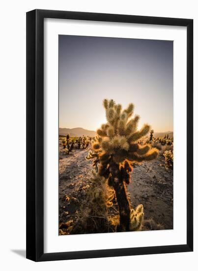 Cholla Along The Cholla Cactus Garden Trail In Joshua Tree National Park-Ron Koeberer-Framed Photographic Print