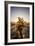 Cholla Along The Cholla Cactus Garden Trail In Joshua Tree National Park-Ron Koeberer-Framed Photographic Print