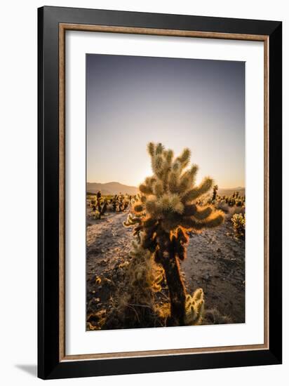 Cholla Along The Cholla Cactus Garden Trail In Joshua Tree National Park-Ron Koeberer-Framed Photographic Print