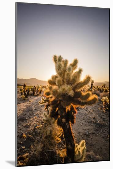 Cholla Along The Cholla Cactus Garden Trail In Joshua Tree National Park-Ron Koeberer-Mounted Photographic Print