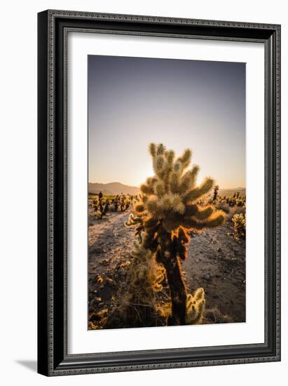 Cholla Along The Cholla Cactus Garden Trail In Joshua Tree National Park-Ron Koeberer-Framed Photographic Print