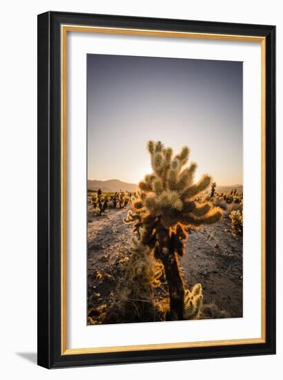 Cholla Along The Cholla Cactus Garden Trail In Joshua Tree National Park-Ron Koeberer-Framed Photographic Print