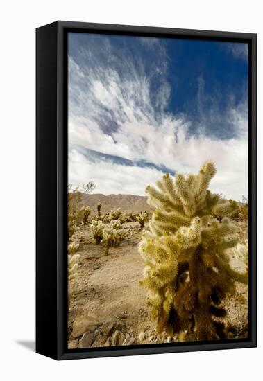 Cholla Blooms, Joshua Tree National Park, California, USA-Richard Duval-Framed Premier Image Canvas