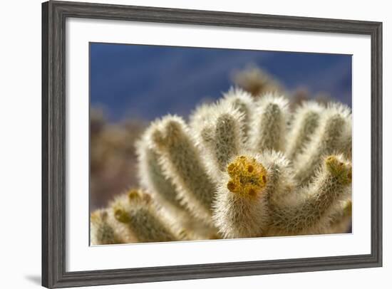 Cholla Blooms, Joshua Tree National Park, California, USA-Richard Duval-Framed Photographic Print