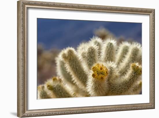 Cholla Blooms, Joshua Tree National Park, California, USA-Richard Duval-Framed Photographic Print