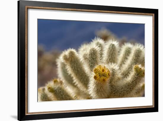 Cholla Blooms, Joshua Tree National Park, California, USA-Richard Duval-Framed Photographic Print