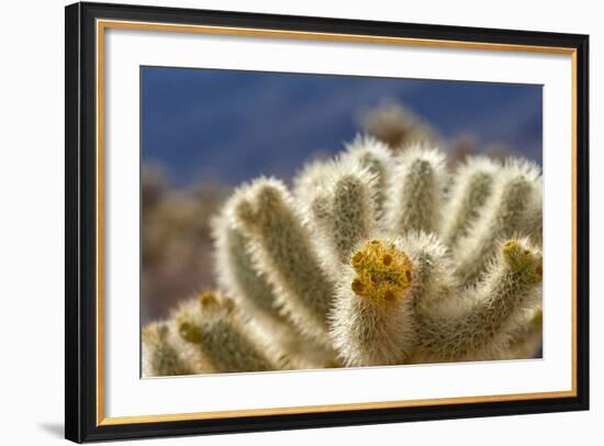 Cholla Blooms, Joshua Tree National Park, California, USA-Richard Duval-Framed Photographic Print