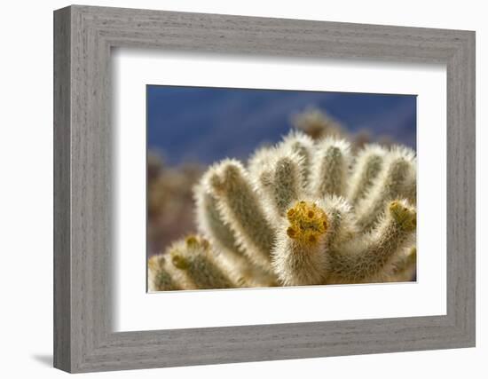 Cholla Blooms, Joshua Tree National Park, California, USA-Richard Duval-Framed Photographic Print