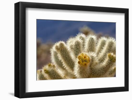 Cholla Blooms, Joshua Tree National Park, California, USA-Richard Duval-Framed Photographic Print