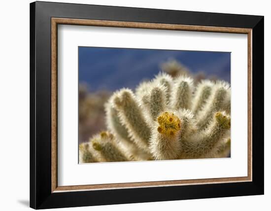 Cholla Blooms, Joshua Tree National Park, California, USA-Richard Duval-Framed Photographic Print