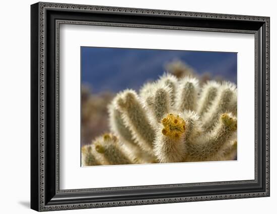 Cholla Blooms, Joshua Tree National Park, California, USA-Richard Duval-Framed Photographic Print