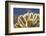 Cholla Blooms, Joshua Tree National Park, California, USA-Richard Duval-Framed Photographic Print