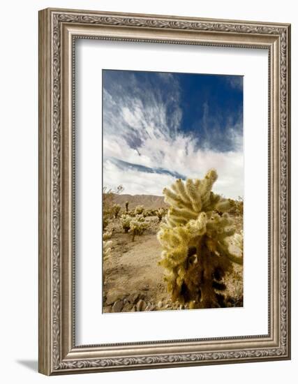 Cholla Blooms, Joshua Tree National Park, California, USA-Richard Duval-Framed Photographic Print