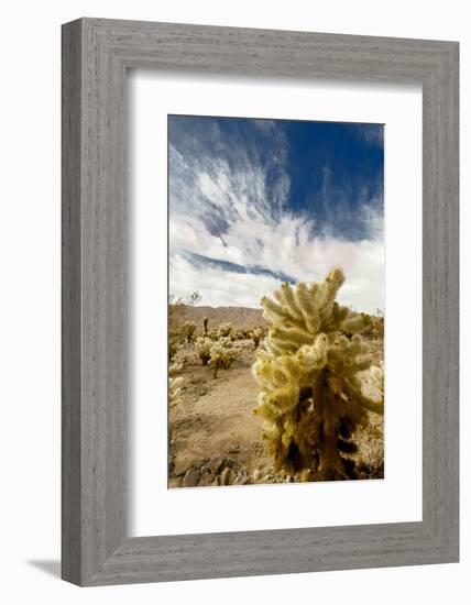 Cholla Blooms, Joshua Tree National Park, California, USA-Richard Duval-Framed Photographic Print