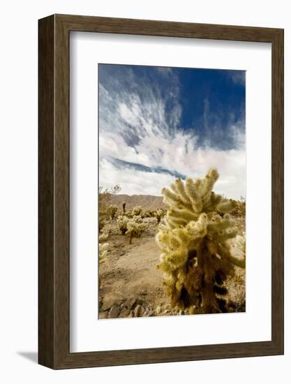 Cholla Blooms, Joshua Tree National Park, California, USA-Richard Duval-Framed Photographic Print