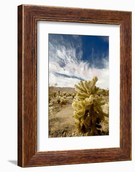 Cholla Blooms, Joshua Tree National Park, California, USA-Richard Duval-Framed Photographic Print