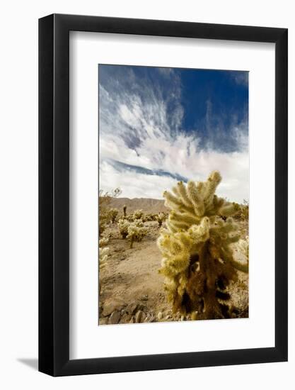 Cholla Blooms, Joshua Tree National Park, California, USA-Richard Duval-Framed Photographic Print