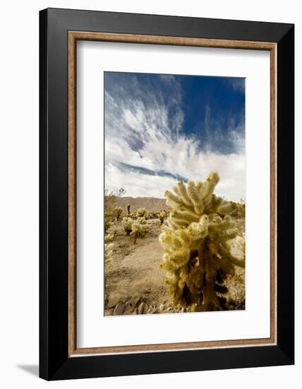 Cholla Blooms, Joshua Tree National Park, California, USA-Richard Duval-Framed Photographic Print