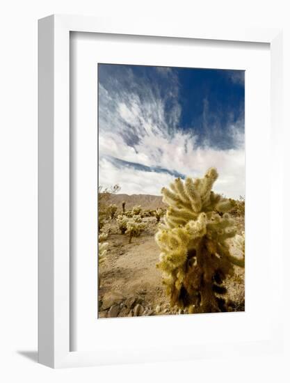 Cholla Blooms, Joshua Tree National Park, California, USA-Richard Duval-Framed Photographic Print