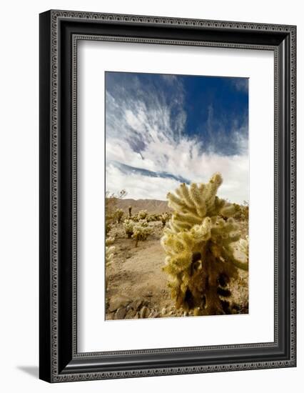 Cholla Blooms, Joshua Tree National Park, California, USA-Richard Duval-Framed Photographic Print